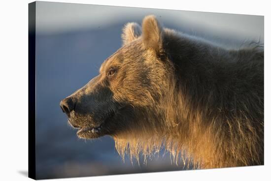 Brown bear, Kronotsky Nature Reserve, Kamchatka, Russia-Valeriy Maleev-Stretched Canvas