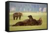 Brown Bear Lying on Back in Meadow at Hallo Bay-Paul Souders-Framed Stretched Canvas