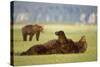 Brown Bear Lying on Back in Meadow at Hallo Bay-Paul Souders-Stretched Canvas