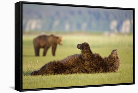 Brown Bear Lying on Back in Meadow at Hallo Bay-Paul Souders-Framed Stretched Canvas