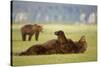 Brown Bear Lying on Back in Meadow at Hallo Bay-Paul Souders-Stretched Canvas