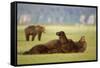 Brown Bear Lying on Back in Meadow at Hallo Bay-Paul Souders-Framed Stretched Canvas