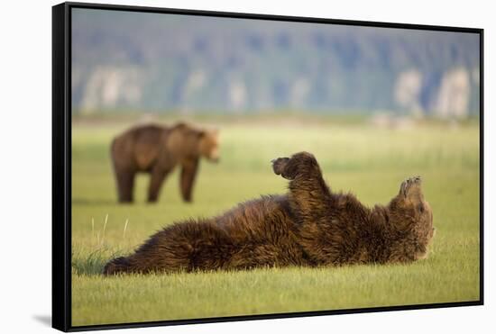Brown Bear Lying on Back in Meadow at Hallo Bay-Paul Souders-Framed Stretched Canvas