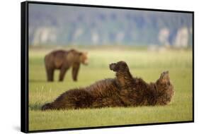 Brown Bear Lying on Back in Meadow at Hallo Bay-Paul Souders-Framed Stretched Canvas