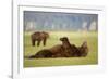 Brown Bear Lying on Back in Meadow at Hallo Bay-Paul Souders-Framed Photographic Print