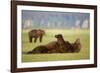 Brown Bear Lying on Back in Meadow at Hallo Bay-Paul Souders-Framed Photographic Print