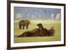 Brown Bear Lying on Back in Meadow at Hallo Bay-Paul Souders-Framed Photographic Print