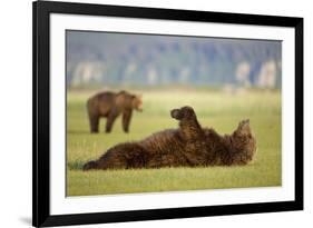 Brown Bear Lying on Back in Meadow at Hallo Bay-Paul Souders-Framed Photographic Print