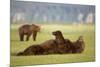 Brown Bear Lying on Back in Meadow at Hallo Bay-Paul Souders-Mounted Photographic Print