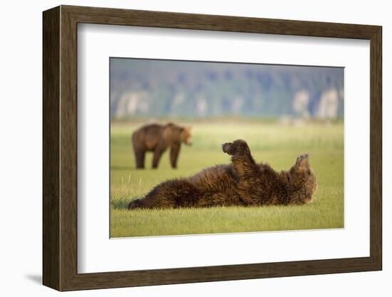 Brown Bear Lying on Back in Meadow at Hallo Bay-Paul Souders-Framed Photographic Print