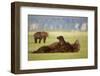 Brown Bear Lying on Back in Meadow at Hallo Bay-Paul Souders-Framed Photographic Print