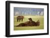 Brown Bear Lying on Back in Meadow at Hallo Bay-Paul Souders-Framed Photographic Print