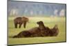 Brown Bear Lying on Back in Meadow at Hallo Bay-Paul Souders-Mounted Photographic Print