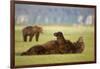 Brown Bear Lying on Back in Meadow at Hallo Bay-Paul Souders-Framed Photographic Print