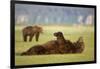 Brown Bear Lying on Back in Meadow at Hallo Bay-Paul Souders-Framed Photographic Print