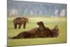 Brown Bear Lying on Back in Meadow at Hallo Bay-Paul Souders-Mounted Photographic Print