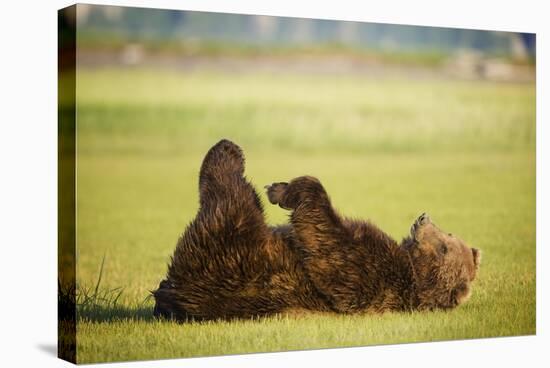 Brown Bear Lying on Back with Feet Raised at Hallo Bay-Paul Souders-Stretched Canvas