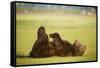 Brown Bear Lying on Back with Feet Raised at Hallo Bay-Paul Souders-Framed Stretched Canvas