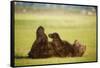 Brown Bear Lying on Back with Feet Raised at Hallo Bay-Paul Souders-Framed Stretched Canvas