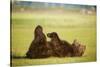 Brown Bear Lying on Back with Feet Raised at Hallo Bay-Paul Souders-Stretched Canvas