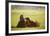 Brown Bear Lying on Back with Feet Raised at Hallo Bay-Paul Souders-Framed Photographic Print