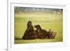 Brown Bear Lying on Back with Feet Raised at Hallo Bay-Paul Souders-Framed Photographic Print