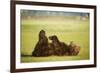 Brown Bear Lying on Back with Feet Raised at Hallo Bay-Paul Souders-Framed Photographic Print