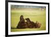 Brown Bear Lying on Back with Feet Raised at Hallo Bay-Paul Souders-Framed Photographic Print