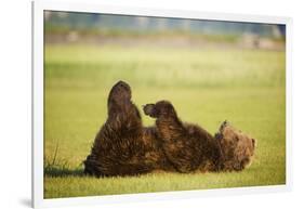 Brown Bear Lying on Back with Feet Raised at Hallo Bay-Paul Souders-Framed Photographic Print