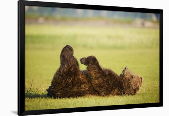 Brown Bear Lying on Back with Feet Raised at Hallo Bay-Paul Souders-Framed Photographic Print