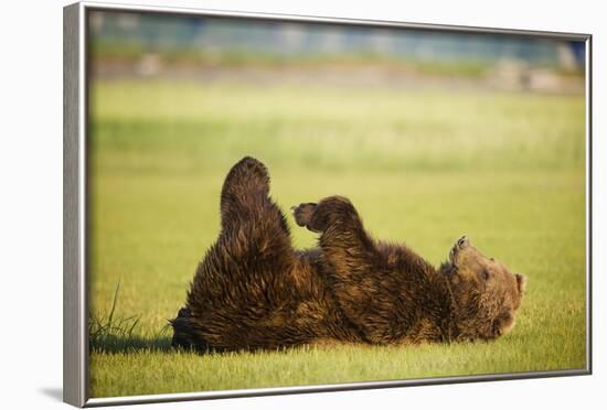 Brown Bear Lying on Back with Feet Raised at Hallo Bay-Paul Souders-Framed Photographic Print