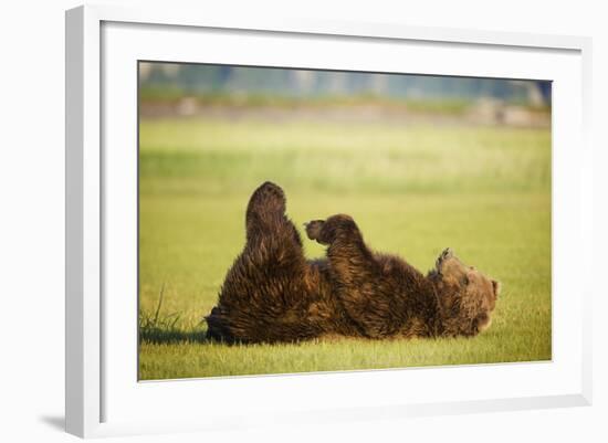 Brown Bear Lying on Back with Feet Raised at Hallo Bay-Paul Souders-Framed Photographic Print