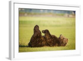 Brown Bear Lying on Back with Feet Raised at Hallo Bay-Paul Souders-Framed Photographic Print