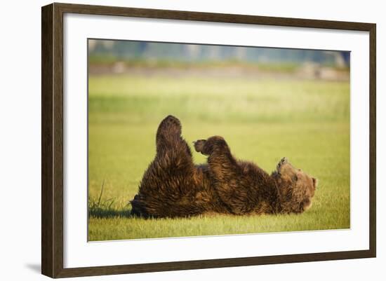 Brown Bear Lying on Back with Feet Raised at Hallo Bay-Paul Souders-Framed Photographic Print