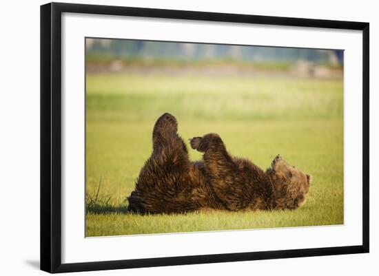 Brown Bear Lying on Back with Feet Raised at Hallo Bay-Paul Souders-Framed Photographic Print