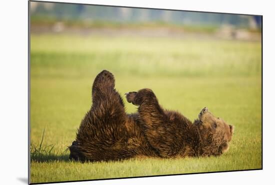 Brown Bear Lying on Back with Feet Raised at Hallo Bay-Paul Souders-Mounted Photographic Print