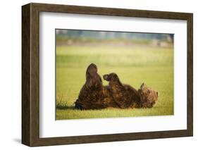 Brown Bear Lying on Back with Feet Raised at Hallo Bay-Paul Souders-Framed Photographic Print