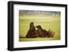 Brown Bear Lying on Back with Feet Raised at Hallo Bay-Paul Souders-Framed Photographic Print