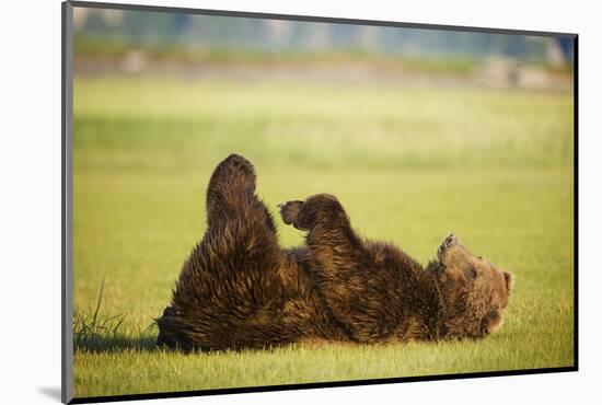 Brown Bear Lying on Back with Feet Raised at Hallo Bay-Paul Souders-Mounted Photographic Print