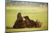 Brown Bear Lying on Back with Feet Raised at Hallo Bay-Paul Souders-Mounted Photographic Print