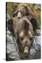 Brown Bear Mother and Cub, Katmai National Park, Alaska-null-Stretched Canvas