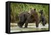 Brown Bear Mother and Cub, Katmai National Park, Alaska-Paul Souders-Framed Stretched Canvas