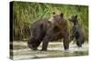 Brown Bear Mother and Cub, Katmai National Park, Alaska-Paul Souders-Stretched Canvas