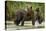 Brown Bear Mother and Cub, Katmai National Park, Alaska-Paul Souders-Stretched Canvas