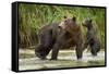 Brown Bear Mother and Cub, Katmai National Park, Alaska-Paul Souders-Framed Stretched Canvas