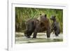 Brown Bear Mother and Cub, Katmai National Park, Alaska-Paul Souders-Framed Photographic Print