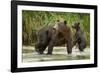 Brown Bear Mother and Cub, Katmai National Park, Alaska-Paul Souders-Framed Photographic Print