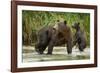 Brown Bear Mother and Cub, Katmai National Park, Alaska-Paul Souders-Framed Photographic Print