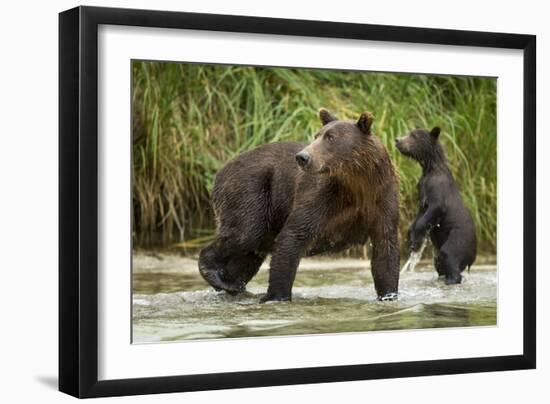 Brown Bear Mother and Cub, Katmai National Park, Alaska-Paul Souders-Framed Photographic Print