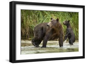 Brown Bear Mother and Cub, Katmai National Park, Alaska-Paul Souders-Framed Photographic Print